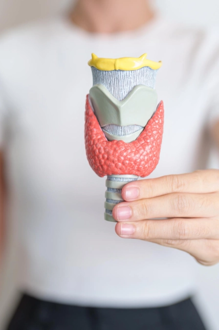 девушка с макетом щитовидной железы